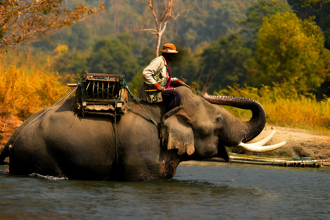 Elephant