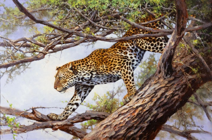 Leopard