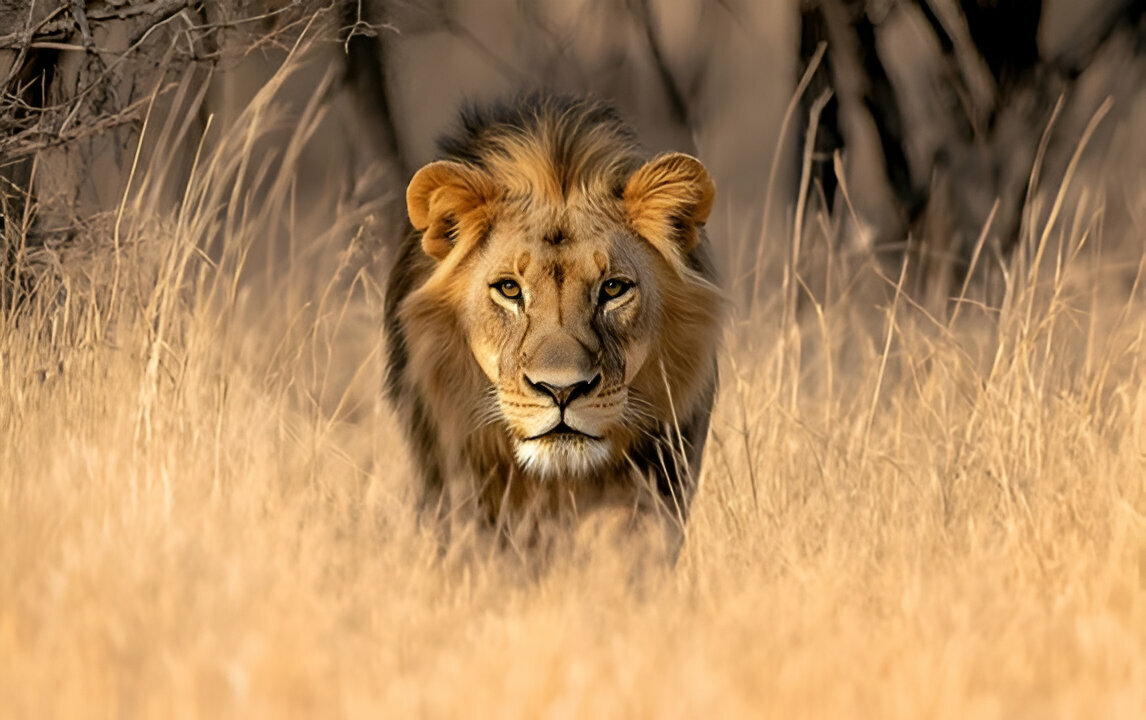 Lion