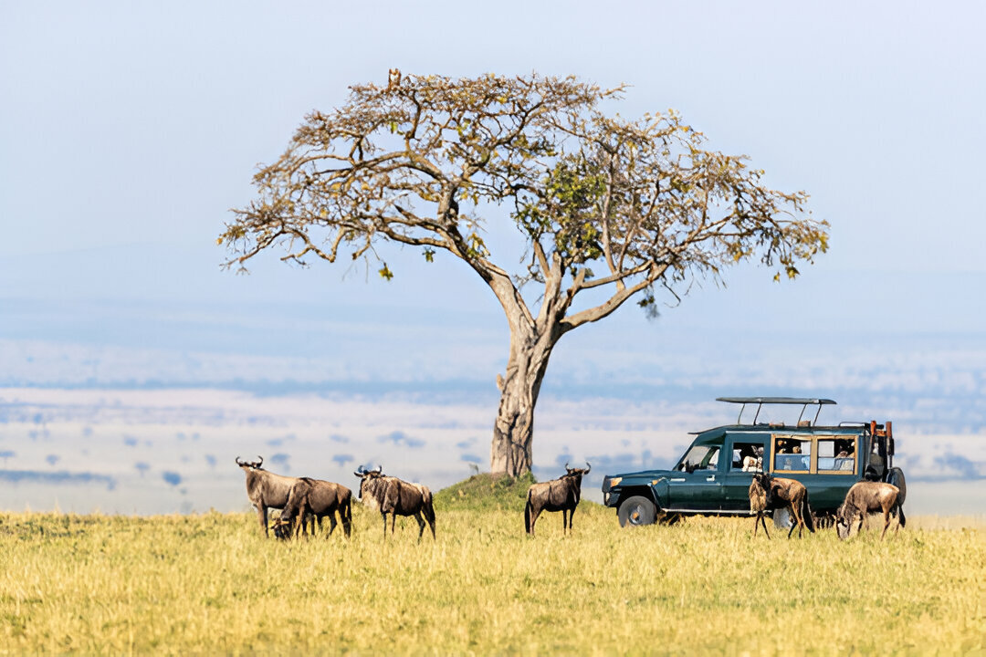 Masai Mara Savannah