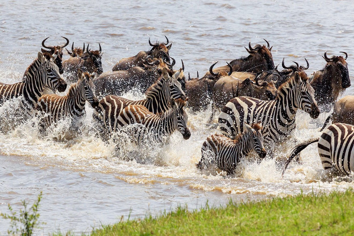 Zebra Crossing